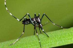 Rimedi Naturali contro le Zanzare