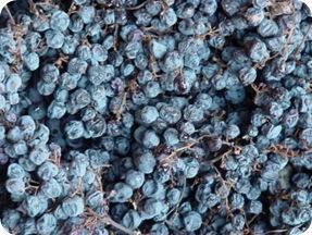 la valpolicella riduce le rese la valpolicella riduce le rese