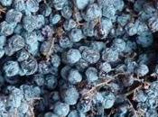 Valpolicella conferma riduzione delle rese