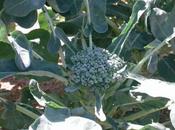 Verifica agronomica Brassica oleracea var. botrytis cimosa