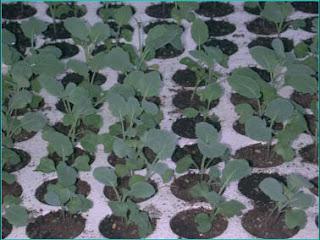 Verifica agronomica di Brassica oleracea L. var. botrytis cimosa L.