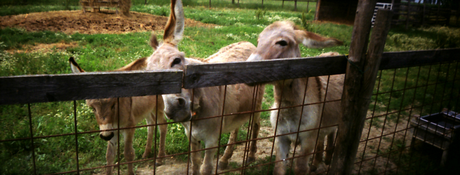 Animali in panorama