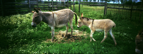 Animali in panorama Animali in panorama