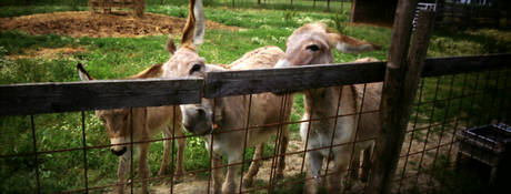 Animali in panorama Animali in panorama