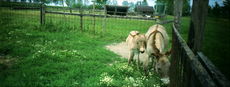 Animali in panorama Animali in panorama