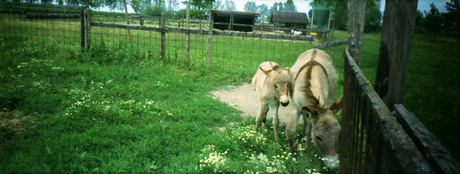 Animali in panorama