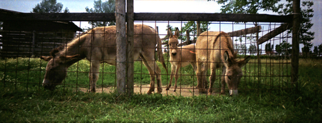 Animali in panorama Animali in panorama