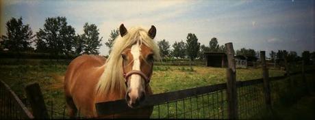 Animali in panorama