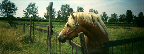 Animali in panorama Animali in panorama
