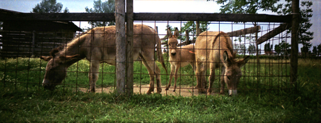 Animali in panorama