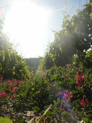 Wine tour and tasting a Villa Petriolo