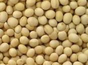 Falsa soia bio: maxi sequestro Ravenna