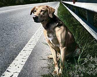 5.000 cani abbandonati ogni estate in autostrada
