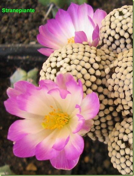 Mammillaria luethyi 3e