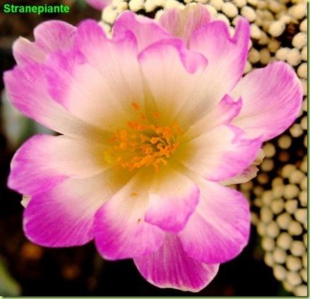 Mammillaria luethyi flower