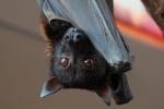 Pensieri pipistrello