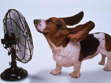 AIDAA: Consigli anti-caldo per Micio,Fido e altri animali domestici