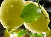 Preparare crema limoncello