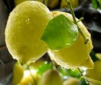 Preparare crema limoncello