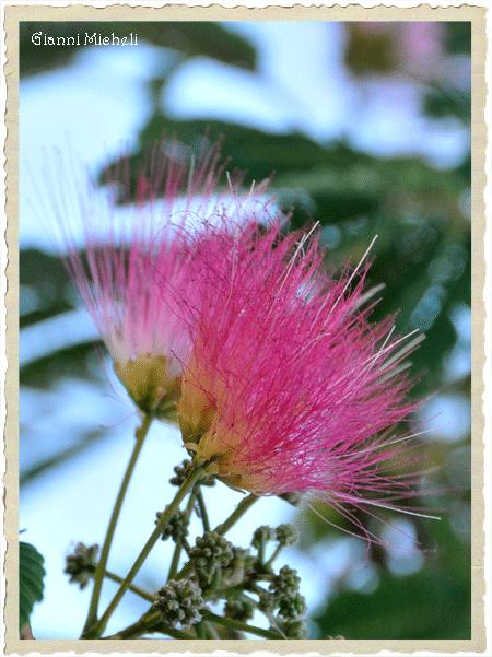 La mimosa rosa