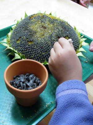 Montessori Moment: giocando con un girasole!