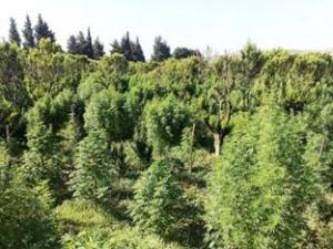 Cetraro (Cs): scoperte coltivazioni di canapa. Due arresti.