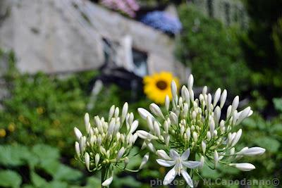 PASTINIELLO IN FIORE