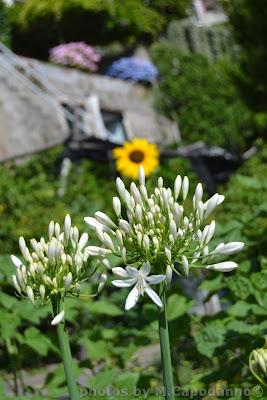 PASTINIELLO IN FIORE