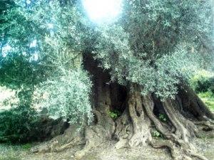 NEL SILENZIO VIGOROSO DELLA SERA