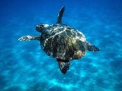 WWF: tartarughe marine salvano così’.