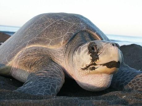 WWF: ‘Le tartarughe marine si salvano così’.