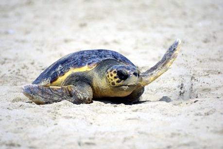 WWF: ‘Le tartarughe marine si salvano così’.