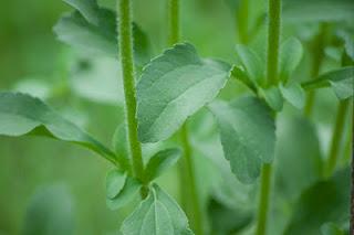Stevia, il dolcificante naturale con zero calorie