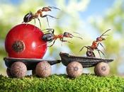 Foto Macro Creative Formiche alla riscossa!