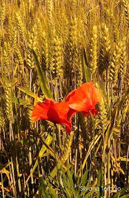 52 week project: 23/52 il grano cresce