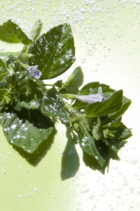 Torta ripiena con fiori di menta e monologo