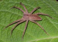 Le cavallette spaventate danneggiano maggiormente l'ambiente