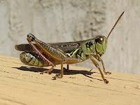 Le cavallette spaventate danneggiano maggiormente l'ambiente