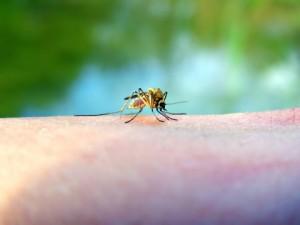 Allergia al veleno degli insetti, agire in fretta per evitare lo shock anafilattico