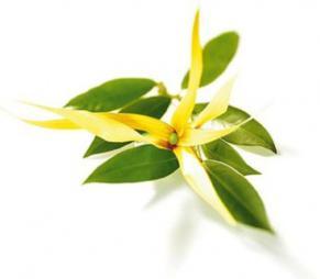 Ylang Ylang, il fiore del sesso