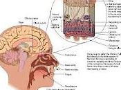 L'olfatto, questione naso