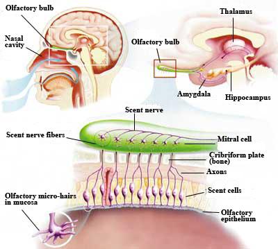 Il profumo dei ricordi: il meccanismo dell'olfatto