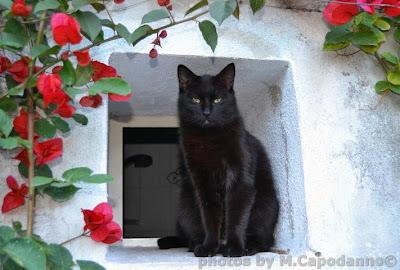 Le BAUSHIRT A POSITANO!