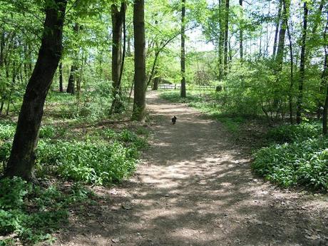 EXERCISE AT THE PARK