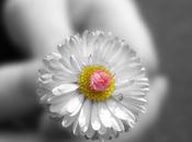 Font floreali gratis