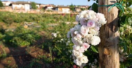 Riapre il giardino della Rosa, un paradiso a Ronzone nella Val di Non