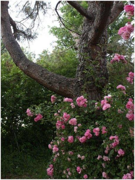 giardino privato nel Monferrato Casalese