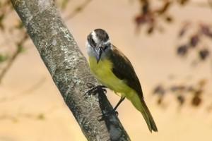 trekking bird watching 300x200 Una domenica alternativa al caos: Trekking e Bird watching nel Parco