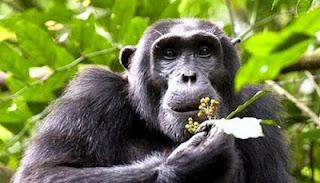 Scimpanzé usano foglie per combattere parassiti intestinali
