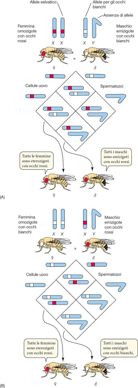 Esercizi con soluzioni 11: Gli occhi della Drosophila